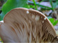 Lactarius blennius