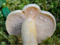 Lactarius flavopalustris