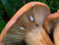 Lactarius volemus