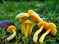 Hygrocybe ceracea