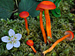 Hygrocybe constrictospora