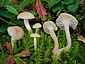Hygrocybe russocoriacea
