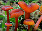 Hygrocybe coccineocrenata