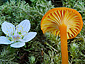 Hygrocybe cantharellus