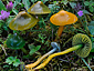 Hygrocybe psittacina