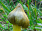 Hygrocybe citrinovirens