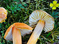 Hygrocybe intermedia