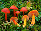 Hygrocybe splendidissima