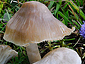 Hygrocybe ingrata