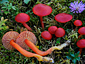 Hygrocybe coccinea