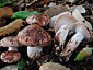 Hygrophorus russula