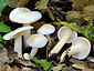 Hygrophorus cossus