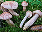 Hygrophorus erubescens