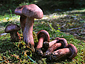 Hygrophorus capreolarius