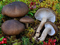 Hygrophorus camarophyllus