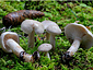 Hygrophorus hyacinthinus