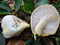 Hygrophorus chrysodon