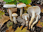 Hygrophorus lindtneri