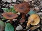 Lactarius subumbonatus