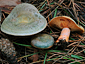 Lactarius semisanguifluus