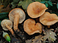 Lactarius decipiens