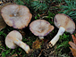 Lactarius luridus