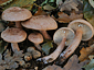 Lactarius quietus