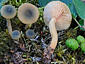 Lactarius cyathuliformis