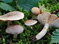 Lactarius pyrogalus