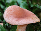 Lactarius spinosolus