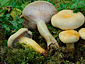 Lactarius flavopalustris