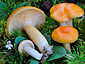 Lactarius porninsis