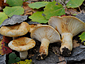 Lactarius evosmus