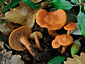 Lactarius atlanticus