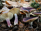 Russula drimeia