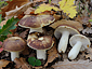 Russula vinosobrunnea