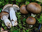 Russula consobrina