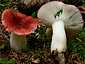 Russula aquòsa