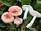 Russula betularum