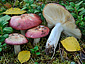 Russula exalbicans