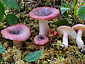 Russula gracillima