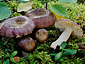 Russula versicolor