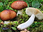 Russula integriformis