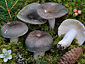 Russula atroglauca