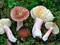 Russula taigarum