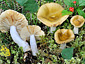 Russula olivina