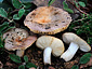 Russula cistoadelpha