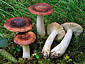 Russula favrei