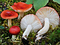 Russula griseascens