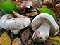 Russula albonigra pseudonigricans